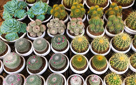 Más de 70 expositores se darán cita en Plant Fest CDMX 2025