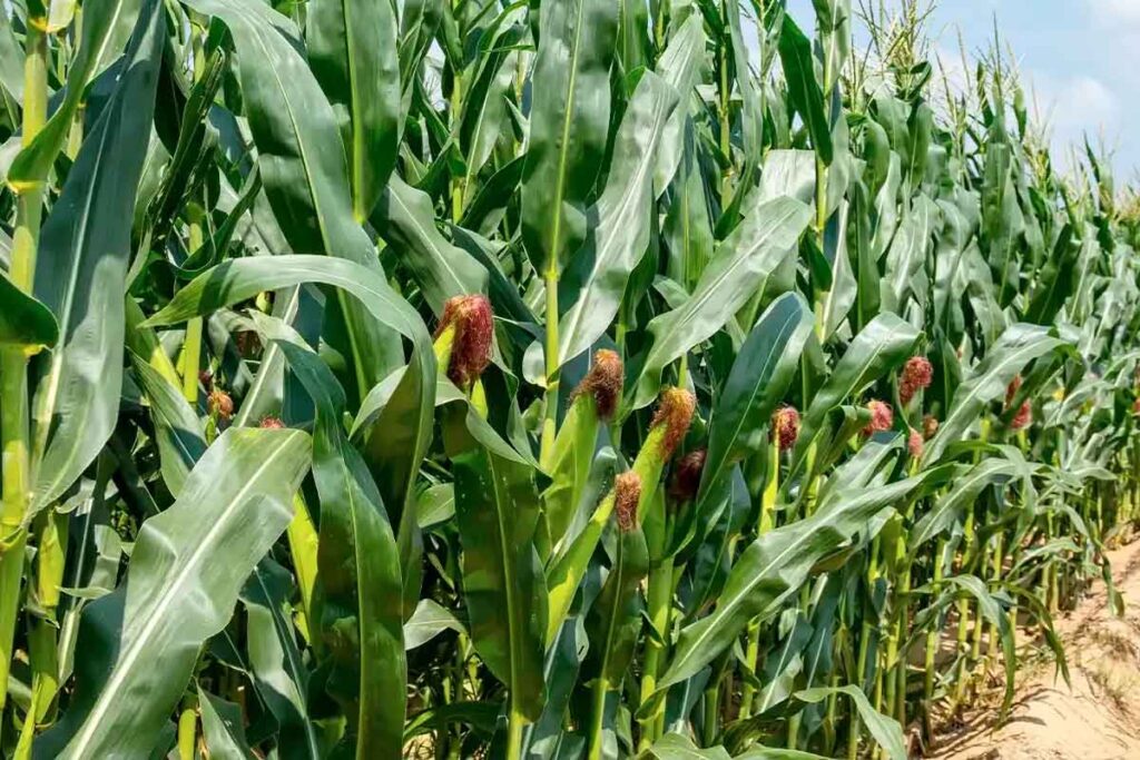 Los campesinos insistieron en que el precio ideal por tonelada debe fijarse en 10 mil pesos