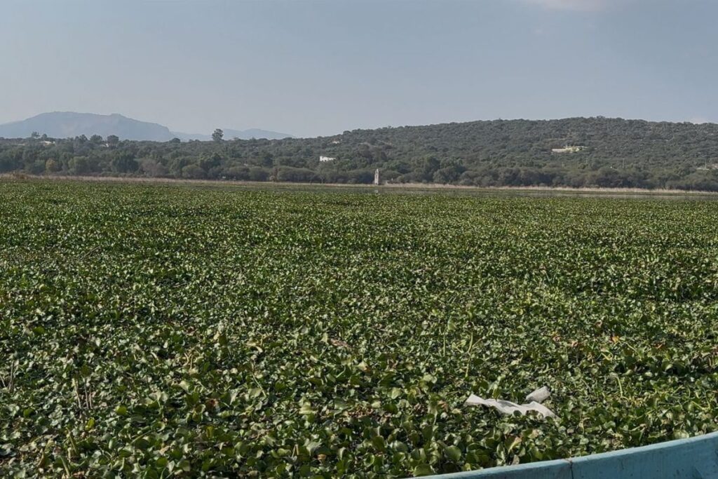 ¿Cómo avanza la limpieza de la presa Endhó? Conagua dice que van 