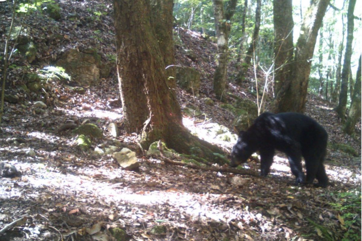En redes sociales, se difundieron fotografías de un oso negro en Chilcuautla | Foto: Especial