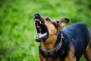 Vecinos reportaron que los perros perseguían a otras mascotas en la zona.