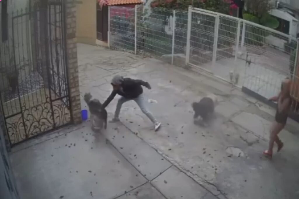 Escena relacionada con un caso de maltrato animal en la comunidad