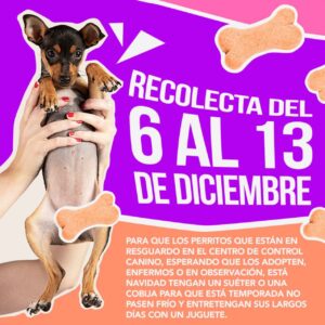 Habitantes de Mineral de la Reforma organizan una colecta del 6 al 13 de diciembre para reunir artículos de abrigo y juguetes destinados a los perritos resguardados, entre ellos el conocido Wuero.