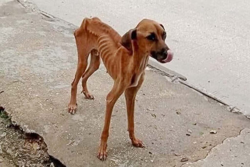 Hay un aumento de animales viviendo en la vía pública, expuestos a accidentes, enfermedades, desnutrición y maltrato
