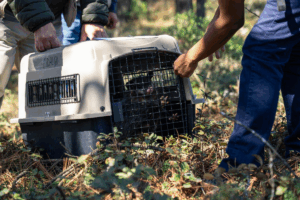 Autoridades ambientales destacaron que los animales fueron resguardados y atendidos tras ser rescatados en distintos municipios de Hidalgo y el Estado de México.