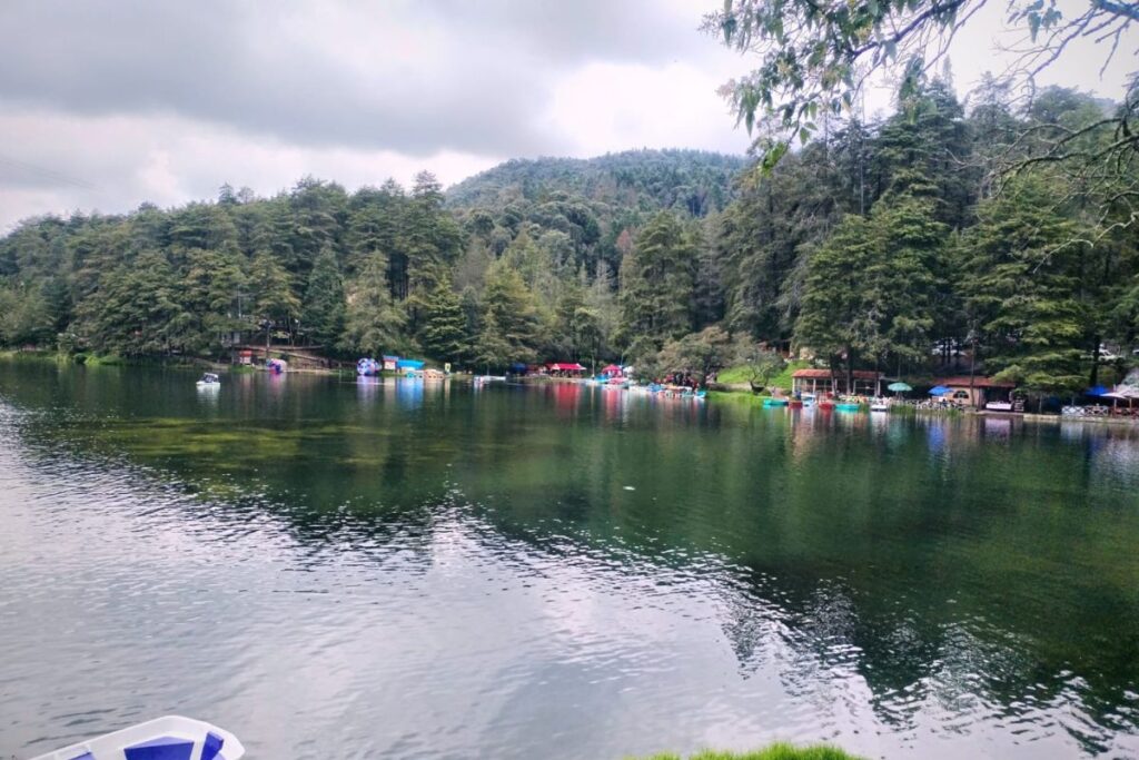 Ven a El Cedral y vive el invierno dentro del bosque con estos nuevos atractivos