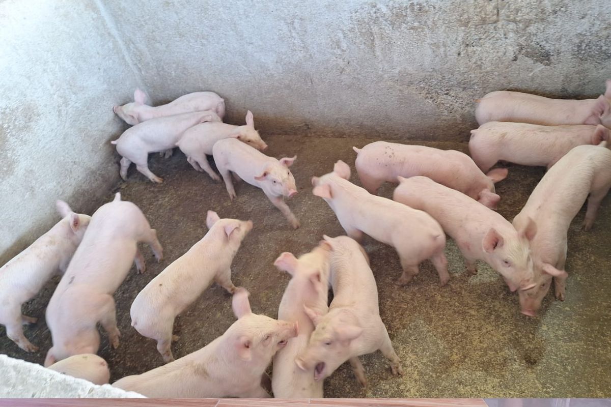 El migrante y su esposa invirtieron en una granja de engorda de cerdos en Tasquillo | Foto: Especial