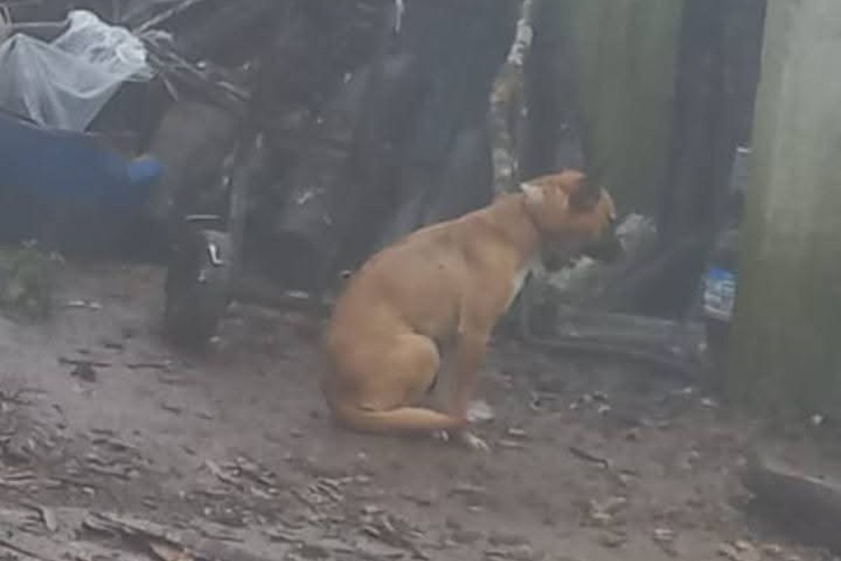 La activista señaló que en distintas zonas de Huejutla persisten prácticas que vulneran la integridad de los animales | Foto: Salomón Hernández