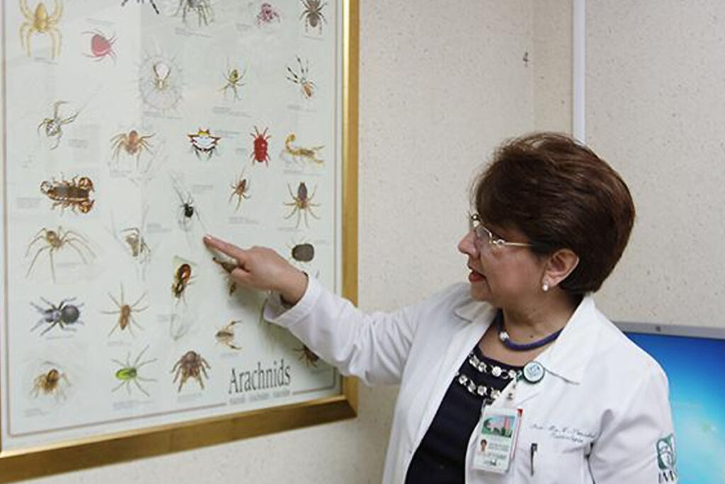 En Hidalgo, el año pasado se atendieron 132 picaduras de araña viuda negra 