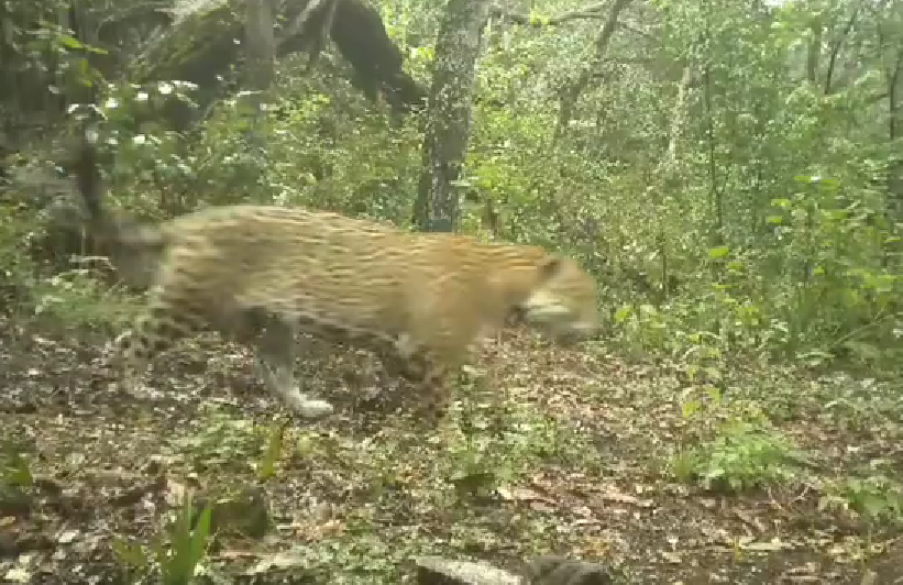 “El Serrano”, jaguar macho captado por cámaras de fototrampeo en el Parque Nacional Los Mármoles