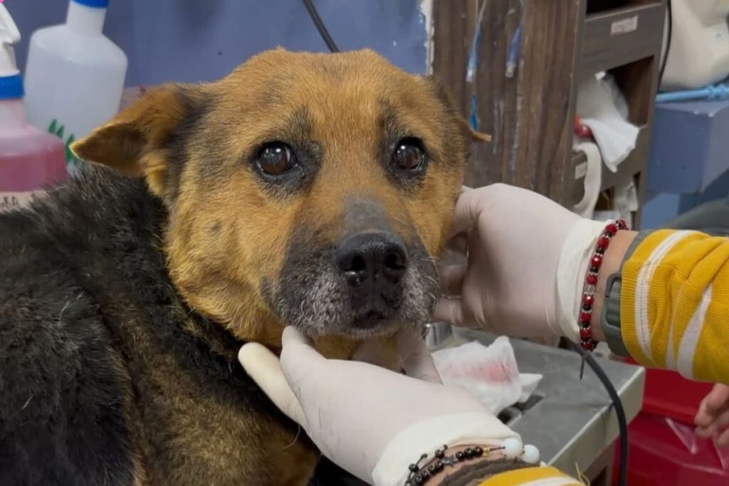 Rayito, una perrita sobreviviente al abuso, sigue recibiendo atención veterinaria