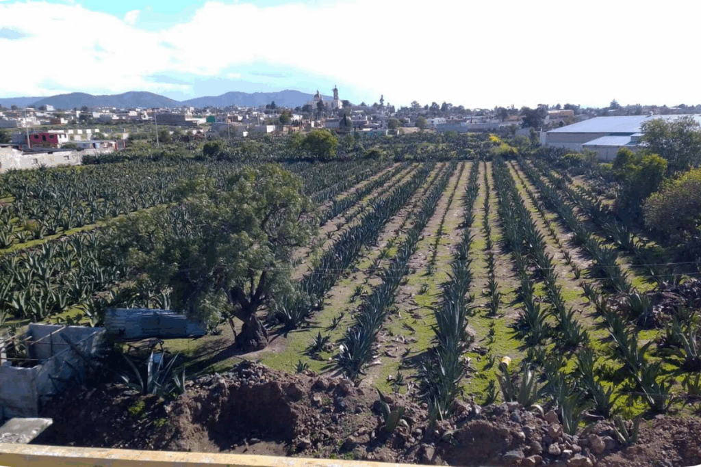 El Día del Pulque es un homenaje a la cultura del maguey y el pulque