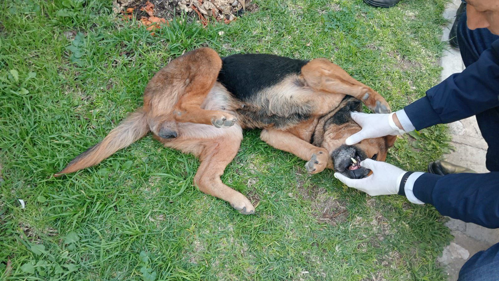 La perrita rescatada está recibiendo atención médica tras ser encontrada en condiciones críticas