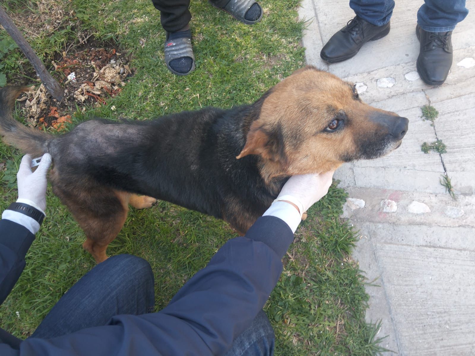 Perrita rescatada tras denuncia de maltrato en Colinas de Plata