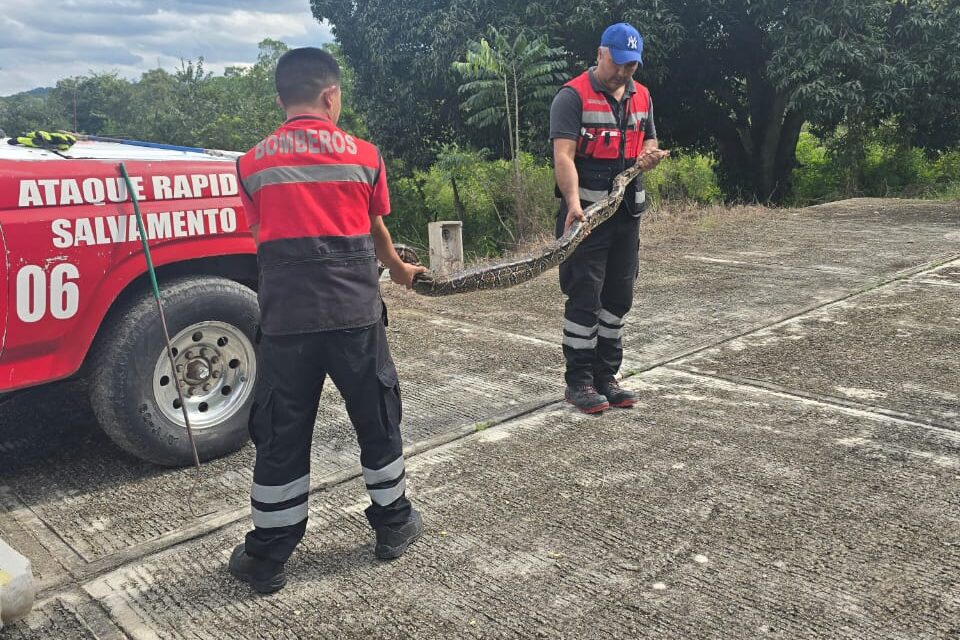 Bomberos de Huejutla durante el rescate de las boas constrictor en la colonia Paso Las Chacas