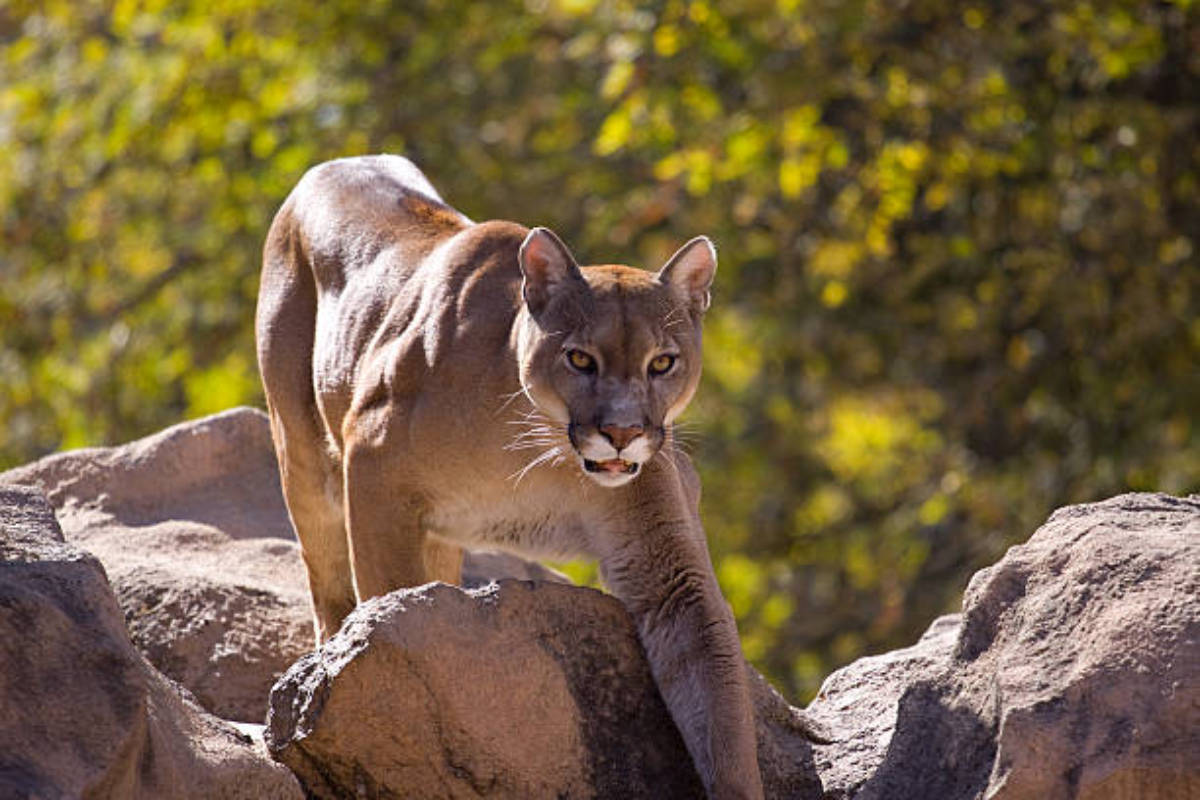 El ataque ocurrió en un sendero de montaña en Colorado, donde excursionistas hallaron a la víctima junto a un puma, de acuerdo con autoridades estatales.