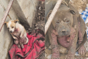 La Jauría de Balú exigió que se inicie una investigación formal por presunto maltrato animal, conforme a la legislación vigente, y que se sancione a los responsables para evitar que estos hechos queden impunes.
