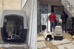 Los perritos ya se encuentran en resguardo del municipio de Mineral de la Reforma