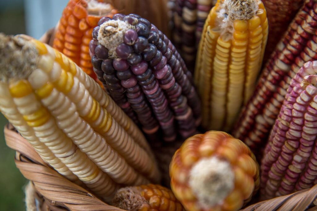 El Día de la Candelaria coincide con el inicio del ciclo agrícola, un momento clave para los pueblos originarios 