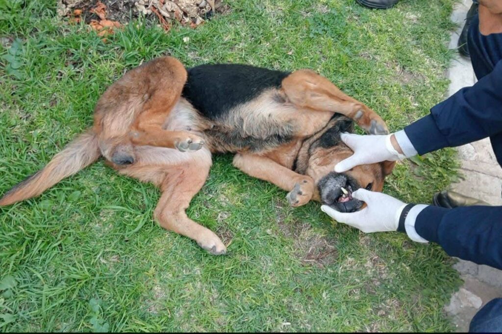 Caso de maltrato animal en Mineral de la Reforma ya tiene avances; aprehenden al dueño de perrita