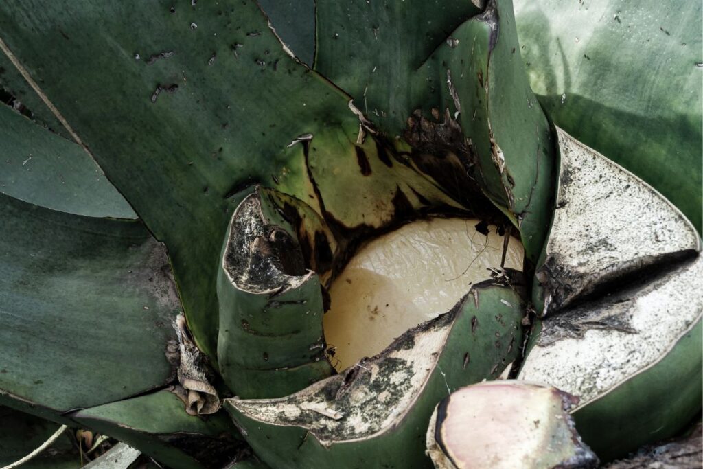 Celebra al pulque en su día con este evento en Singuilucan: ¿De qué se trata?