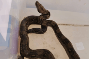 La serpiente fue evaluada en PachucaFoto: Kevin Bretón