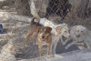 Los perros abandonados en Actopan siguen aumentando, ¡ayuda a cambiar esta realidad!
