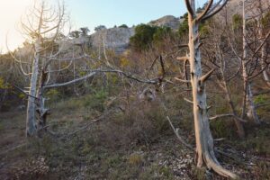Plaga del gusano descortezador ha dañado 5 mil hectáreas de bosque en Hidalgo