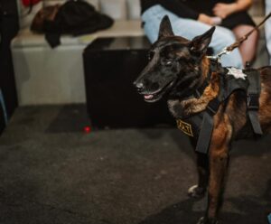 A través del Operativo Bares, la SSPTyV de Pachuca mantiene una supervisión constante en establecimientos nocturnos, con el objetivo de anticipar riesgos y atender oportunamente cualquier eventualidad.