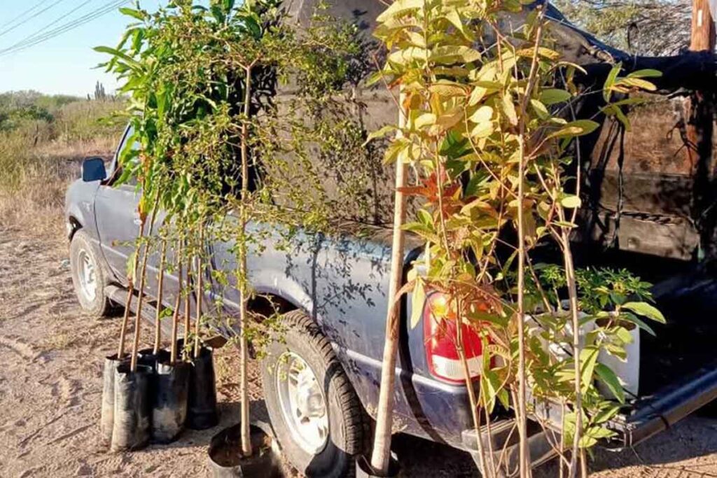 Campesinos han comenzado a combinar especies mediante injertos en árboles frutales y plantas nativas