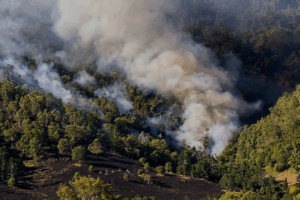 La veda de fuego en la Temporada de Incendios Forestales 2026 busca reducir riesgos provocados por quemas agrícolas y actividades humanas que continúan siendo la principal causa de siniestros.