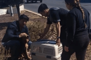 Tras el reporte ciudadano, se activaron protocolos de atención animal y el perrito herido fue resguardado por personal de Seguridad Pública y trasladado al CAIVM