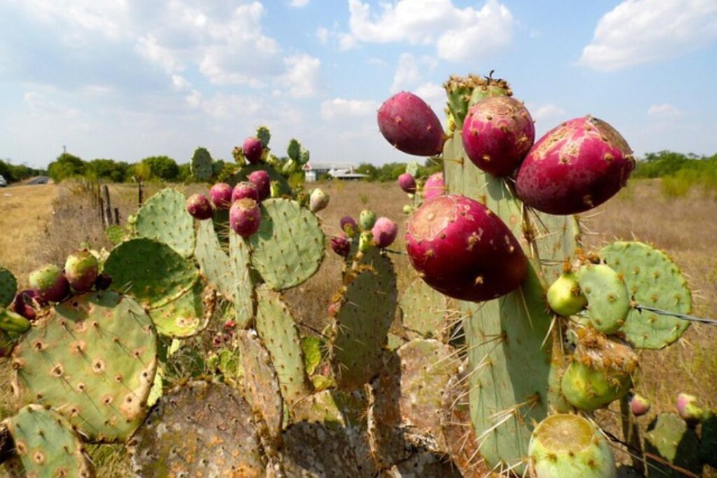 Festival comunitario promoverá biodiversidad y saberes ancestrales en San Agustín Tlaxiaca