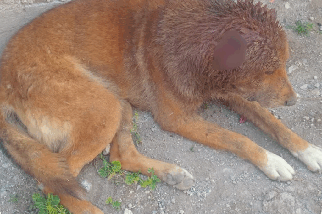 Elementos K9 participan en rescate en Mineral de la Reforma