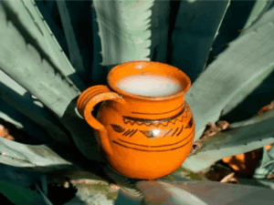 Productores de Hidalgo mantienen vivo el conocimiento ancestral del pulque