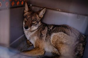 Coyote fue rehabilitado en Pachuca