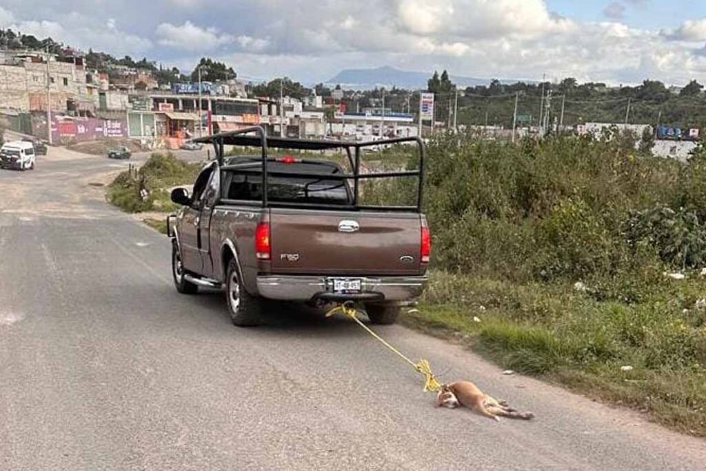 En este año, Tulancingo ha acumulado 40 denuncias por maltrato animal 