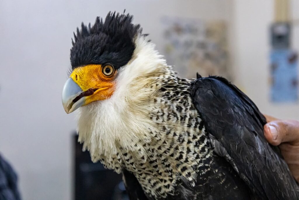 El caracara presentaba una infección en el sistema digestivo que habría debilitado al animal y limitado su movilidad