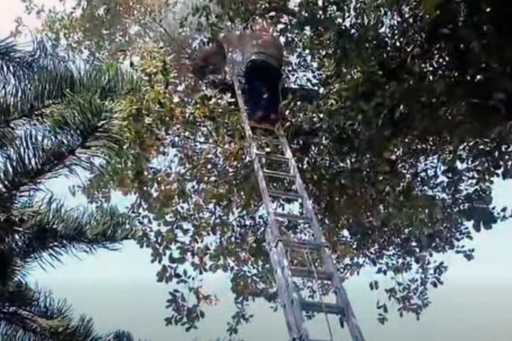 Bomberos atendieron un reporte en la calle Vicente Fox de la colonia Campamento, donde un enjambre se encontraba en la rama de un árbol de encino