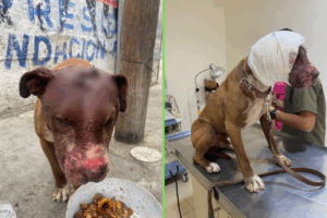 El perro pitbull lesionado en Pachuca fue encontrado sujeto a un poste con alambre en el cuello