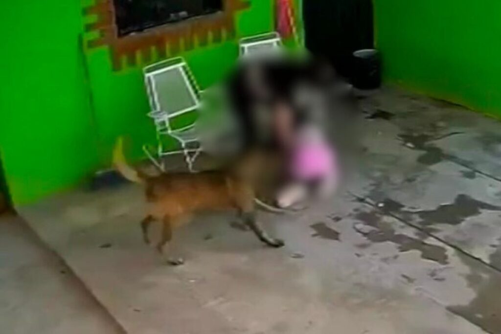 En Coahuila, perro que atacó a una niña será sacrificado; así ocurrieron los hechos
