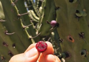 Descubre la flor de garambullo en la 𝐗𝐋𝐕 𝐌𝐮𝐞𝐬𝐭𝐫𝐚 𝐆𝐚𝐬𝐭𝐫𝐨𝐧𝐨́𝐦𝐢𝐜𝐚 𝐝𝐞 𝐒𝐚𝐧𝐭𝐢𝐚𝐠𝐨 𝐝𝐞 𝐀𝐧𝐚𝐲𝐚 y su influencia en la gastronomía de Hidalgo