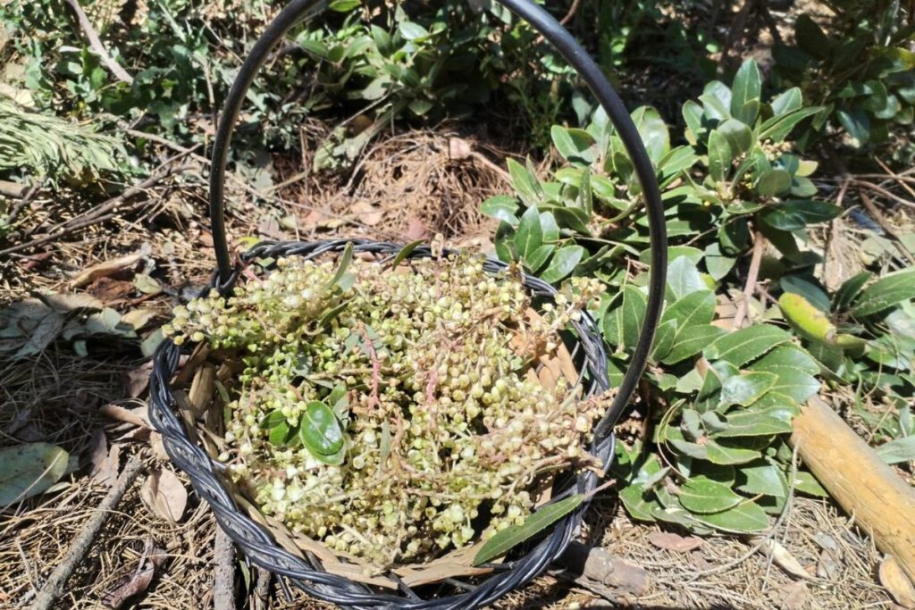 En Omitlán, la primavera se saborea entre flores silvestres y recetas tradicionales