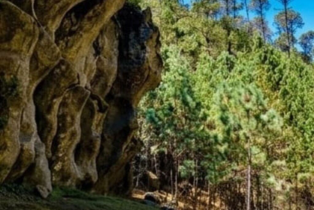 Adéntrate al bosque de Omitlán y conoce este sitio que es considerado una joya oculta
