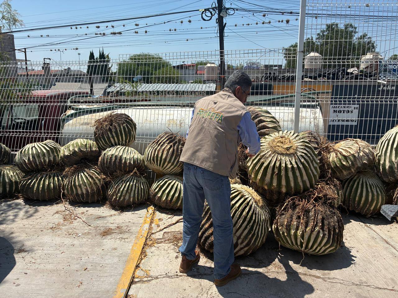 PROFEPA y autoridades locales realizan el traslado seguro de los ejemplares encontrados en San Salvador