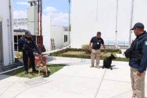 Los agentes de la Unidad Canina K9 reciben adiestramiento antes de asumir sus funcionesFoto: Saúl Hernández