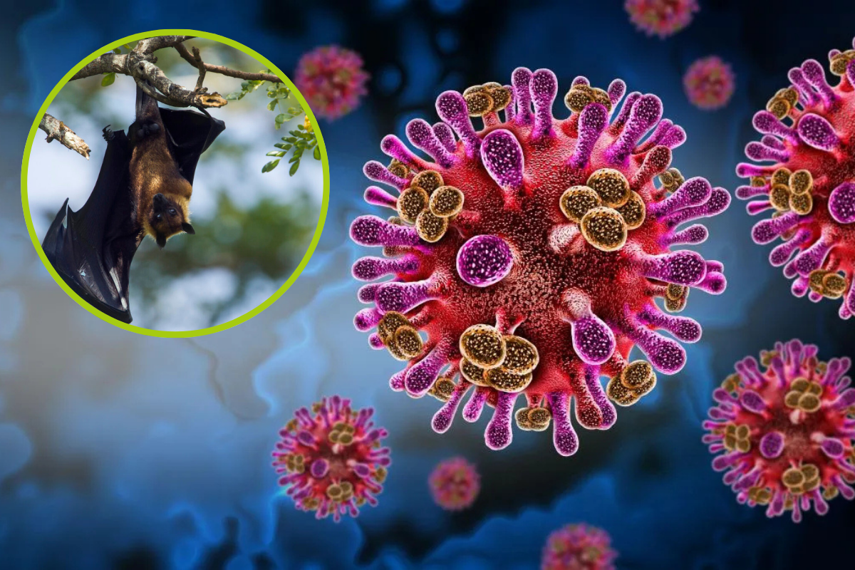 El virus Nipah tiene una tasa de mortalidad alta