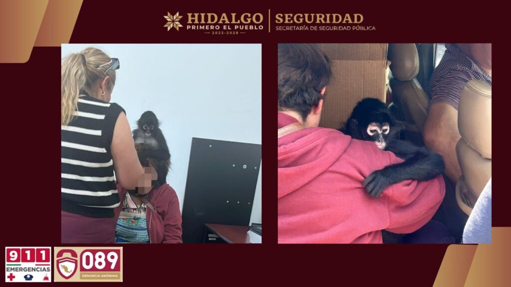 Las autoridades de Actopan resguardan un mono araña para proteger la biodiversidad local