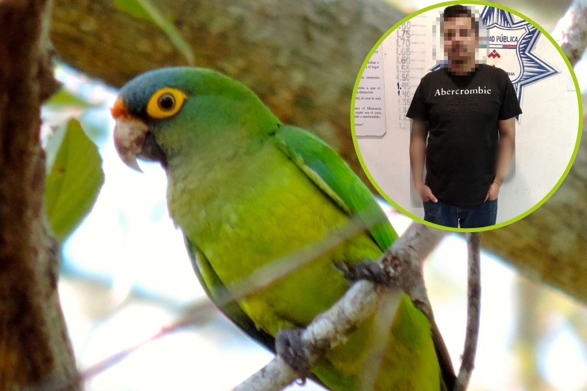 Aves protegidas en venta ilegal: Detenido en Mineral de la Reforma por tráfico de pericos