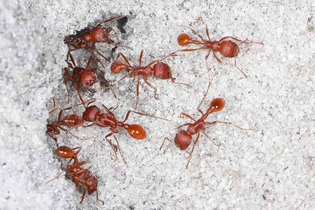 También son observadas como indicadores naturales del clima; pronostican en tiempo | Foto: Especial